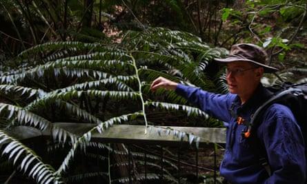 Simon Ling with a king fern at Ward's Canyon