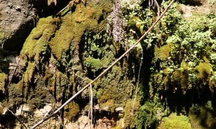 Moss garden at Violet Gorge.